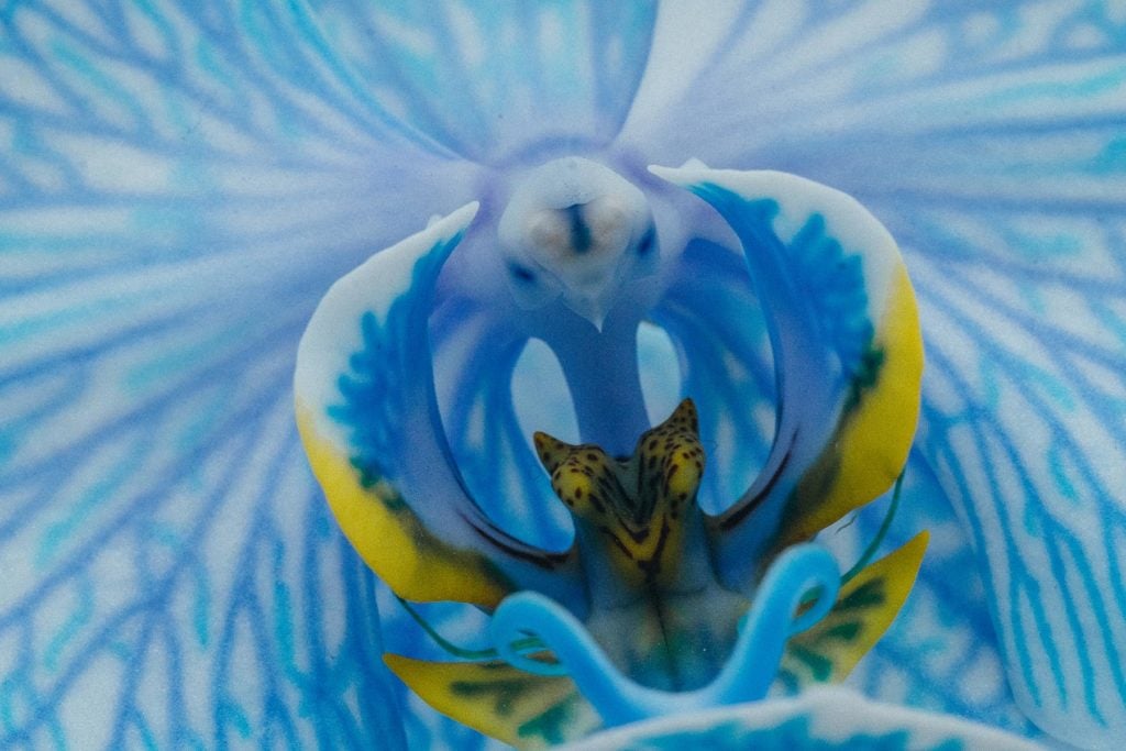Blue orchid