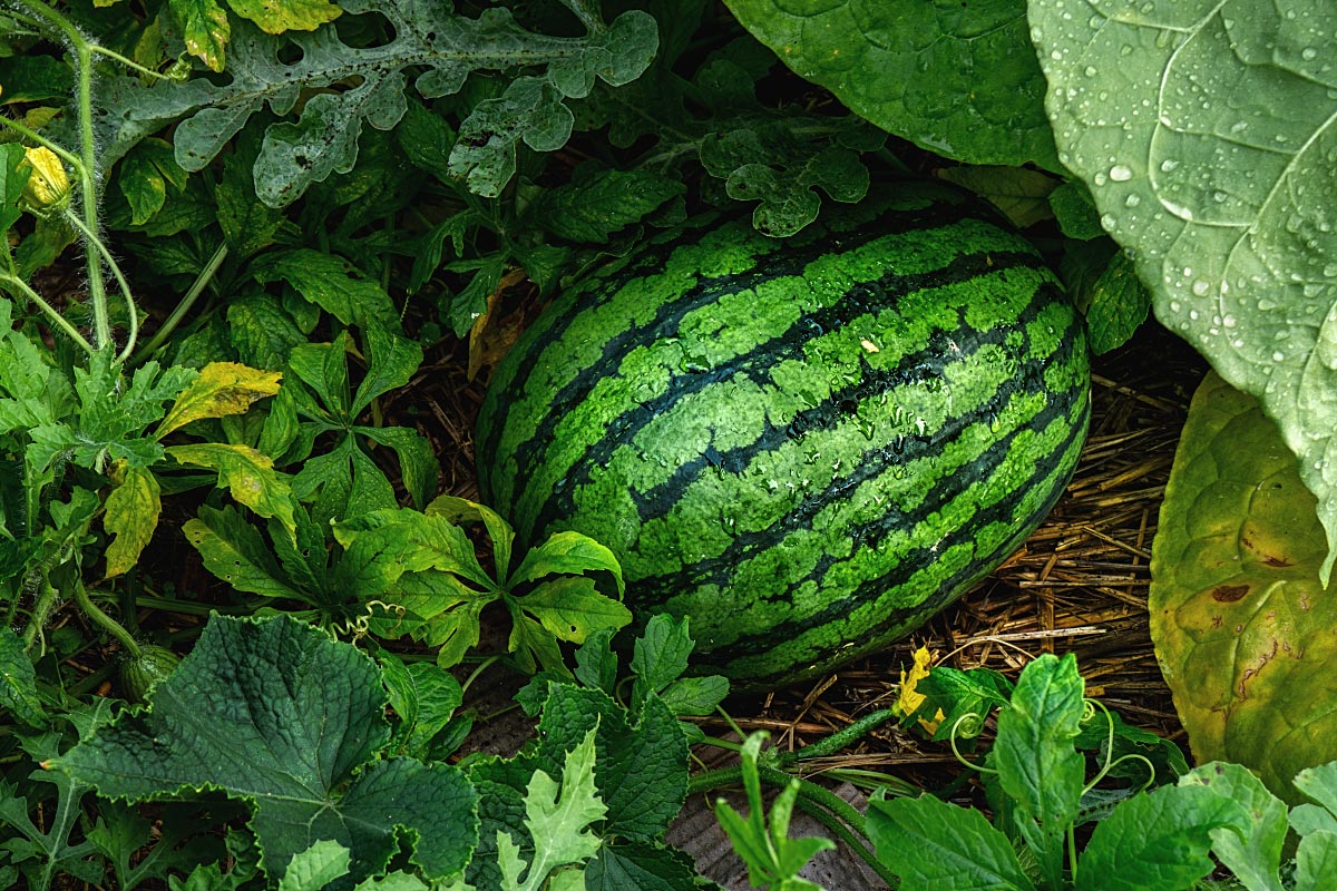 Watermelon