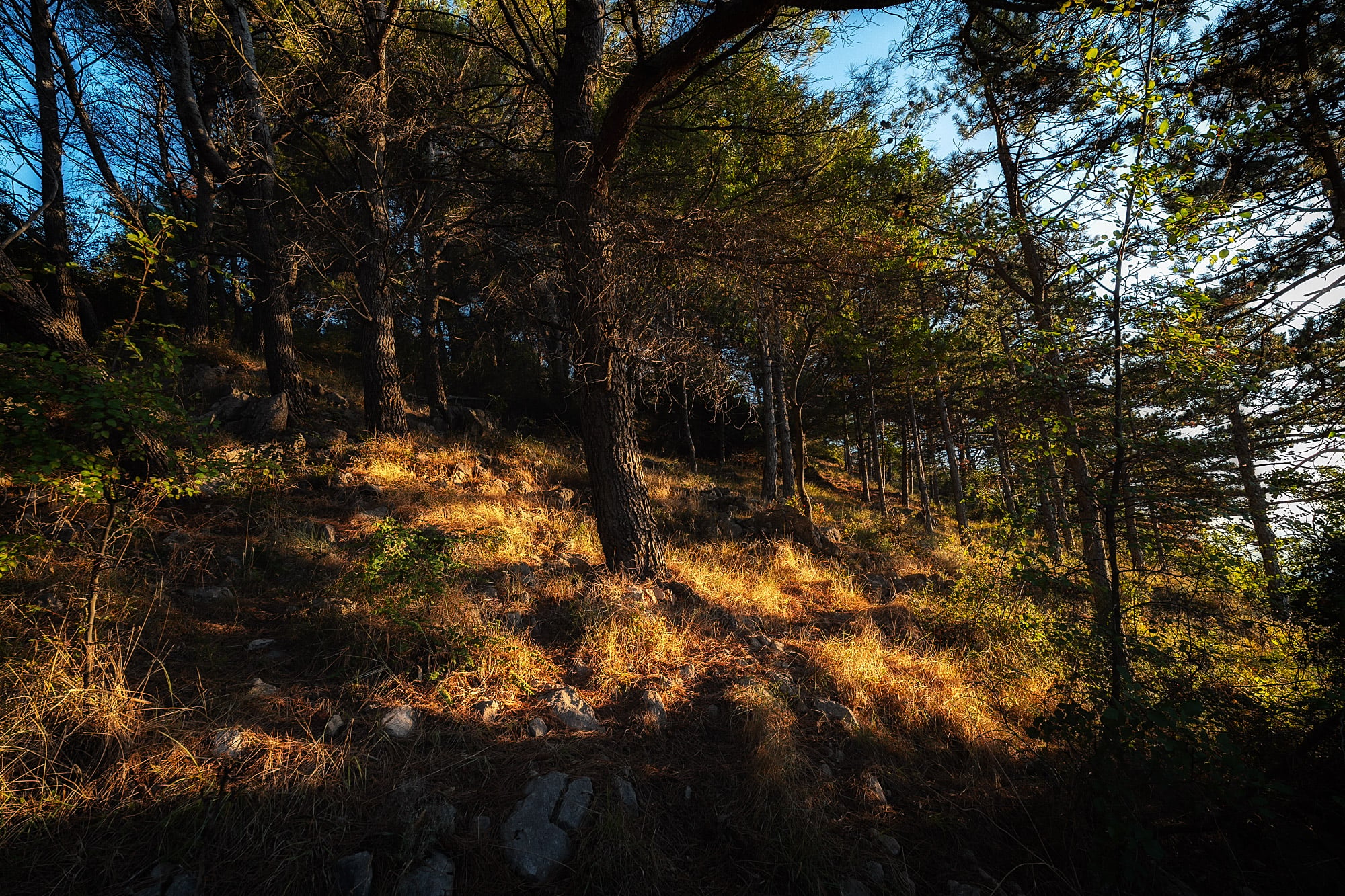 Sunlight falls across dry golden grass beneath pine trees on a rocky forest slope.