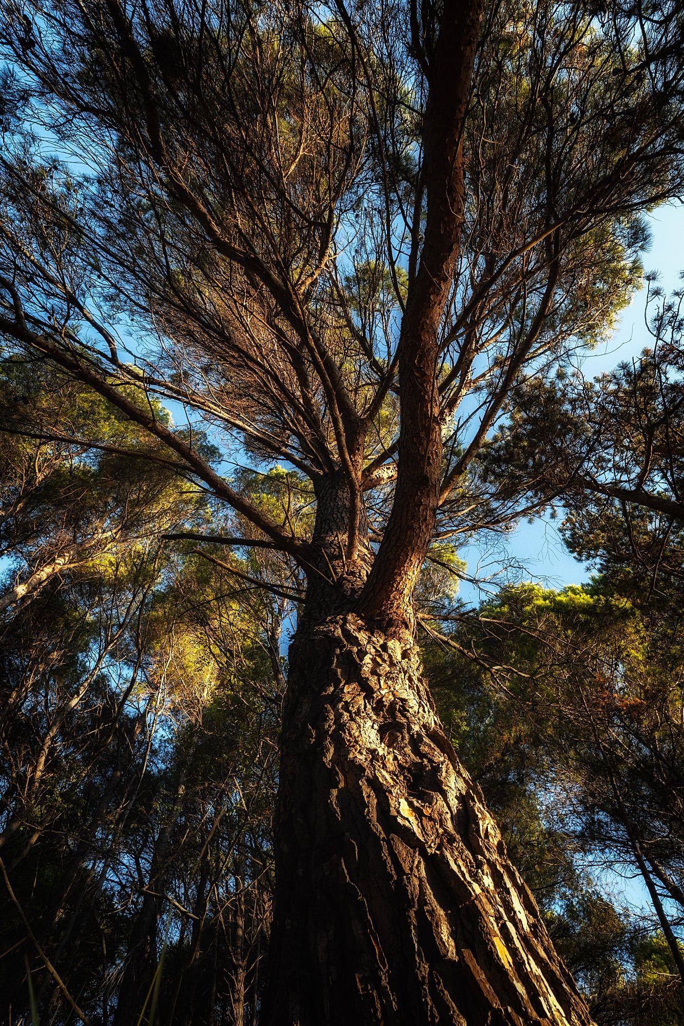 Upward view along a textured pine trunk toward spreading branches and patches of blue sky.